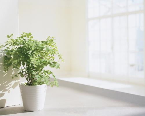 家庭盆栽 - 吸甲醛的植物有哪些？