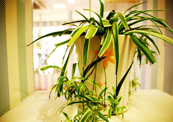 哪些植物能净化室内二手烟 提升空气质量