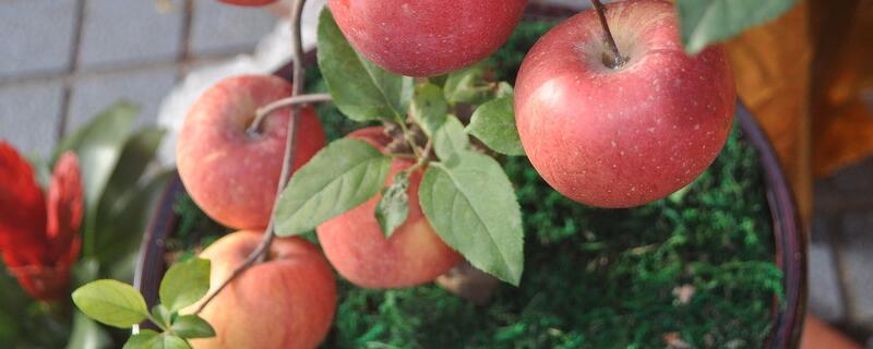 盆栽苹果树怎么养殖？盆栽苹果树栽培注意事项