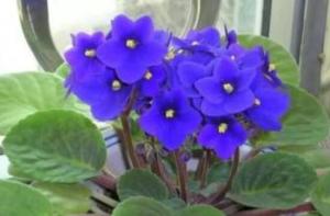 非洲紫罗兰一般几月开花，非洲紫罗兰花期多长/四季开花