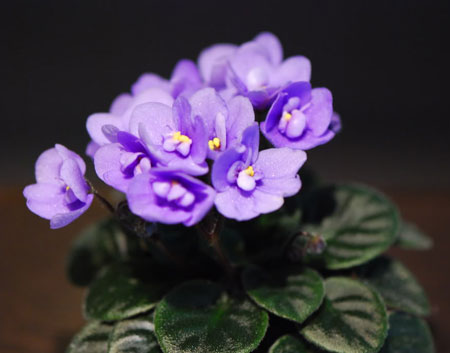 非洲紫罗兰是一种什么花卉植物？非洲紫罗兰的花期、别名及简介