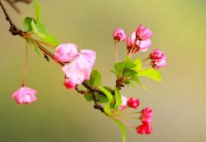 垂丝海棠和樱花的区别，四个方面带你了解它们的不同