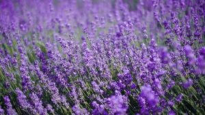 紫色薰衣草怎么种？教你轻松掌握种植诀窍！