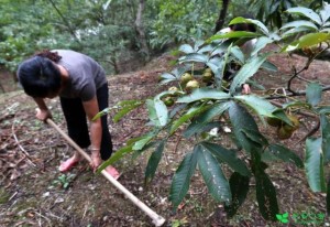 梨树林下套种黄精的种植技术与效益