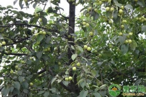 梨树全周年病虫害防治技术解析