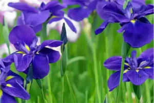 紫罗兰的传说是什么？紫罗兰花的花语是什么？
