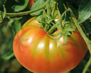 一天吃多少个西红柿最好?番茄营养价值高但不要贪多！