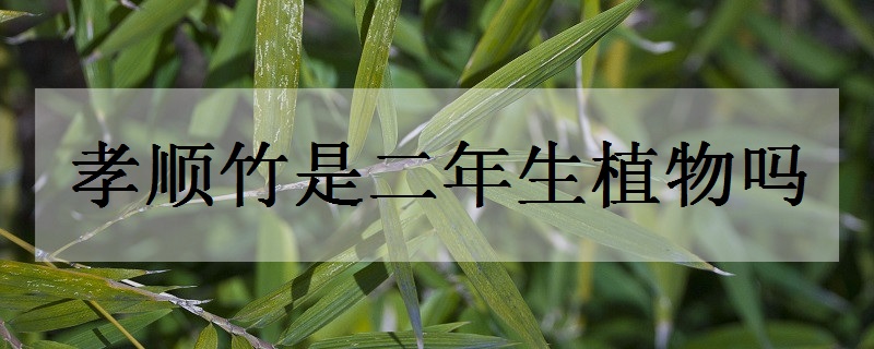 孝顺竹是二年生植物吗