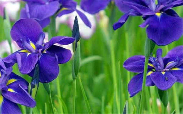 紫罗兰花在家里怎么养 插水里活多久