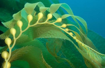 世界上最巨大的藻类的是什么