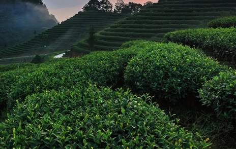 茶叶冬季清园注意什么 茶树冬季怎么养殖