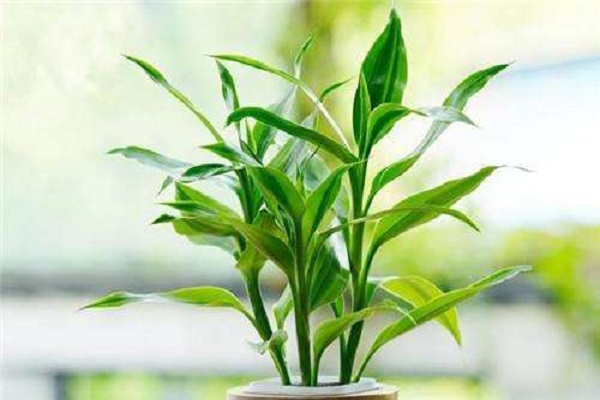 开始水养富贵竹要用生根粉吗 怎么养更旺盛