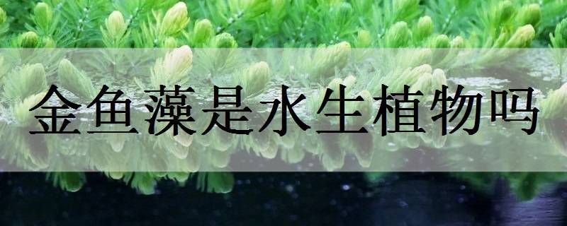 金鱼藻是水生植物吗