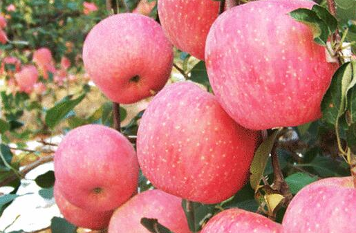 苹果树苗什么时候种植好 如何提高种植成活率
