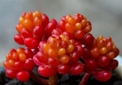 多肉红色浆果怎么养 红色浆果生长条件