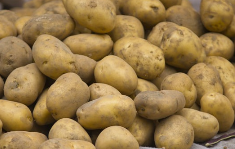 马铃薯冬季免耕覆草膜栽培技术 土豆应该怎么养殖