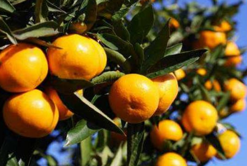 柑橘控梢的原因是什么 柑橘应该怎么养殖