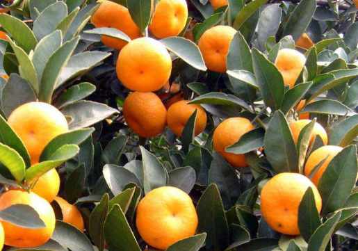 冬季柑橘果园重大病虫害防控 柑橘需要怎么防治病害