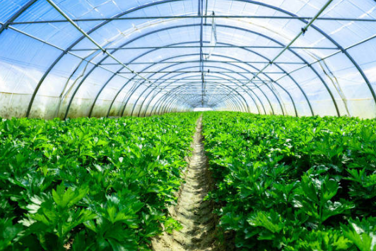 冬季温室蔬菜育苗技术要点 大棚蔬菜养殖方法