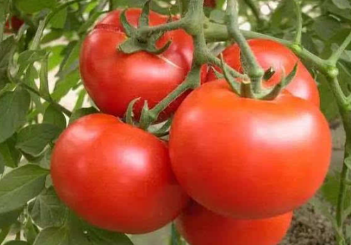 温室春番茄种植的要点 番茄怎么高产养护