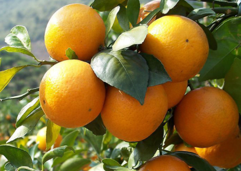 柑橘冬季如何管理 有哪些注意事项