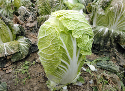 大白菜低温冻害的影响是什么 低温冻害的防治措施有哪些