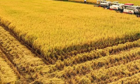 防治南方水稻黑条矮缩病综合技术 水稻养殖需要注意什么