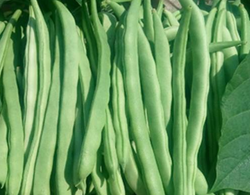 冬春茬菜豆如何摘叶摘心能早上市 如何有效高产管理