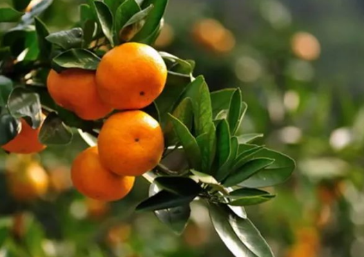柑橘抗寒防冻技术要点 柑橘养殖方法总结