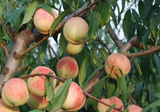 桃树冬剪的方法有哪些 怎么修剪桃树