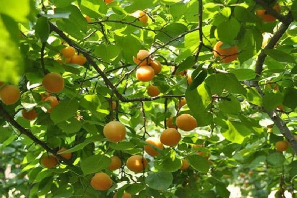 杏树和银杏树的区别是什么 如何辨别这两种植物