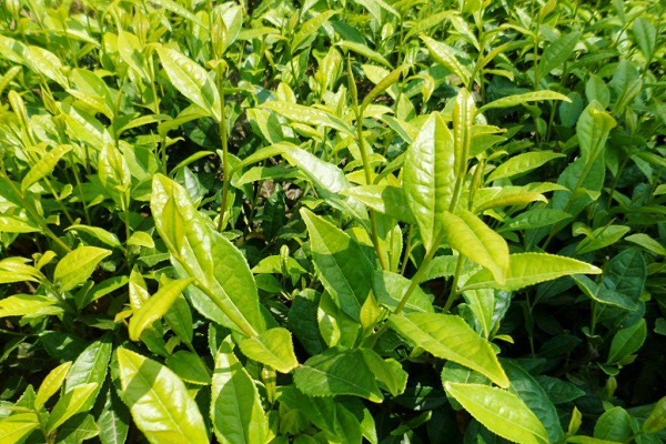 茶苗移栽多久可以施肥 移栽后如何养护
