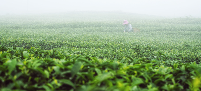 山茶花是什么?山茶花的养殖方法和注意事项