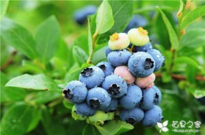蓝莓苗种植技术，做好以下这些，提高产量很轻松