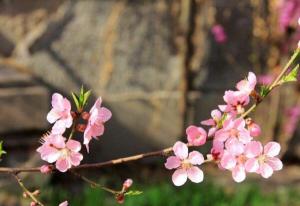 桃花象征什么意义，美好生活和健康长寿