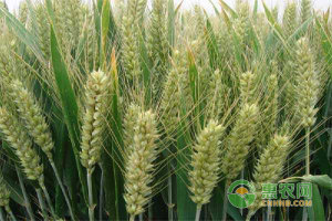 小麦种植经验分享：小麦拌种的好处及注意事项