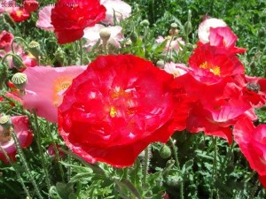 开红色花的多年生花卉有哪些？