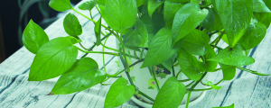 绿萝盆栽养护方法