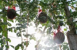 怎样才能提高西瓜种植效益，西瓜大王点子多！