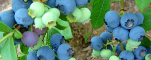 矮丛蓝莓品种有哪些