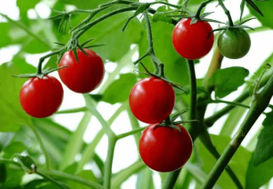 怎样种西红柿？教你在家里种出结果丰硕的西红柿！